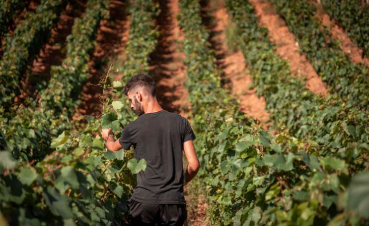 Collaborateur dans les vignes d'Azé