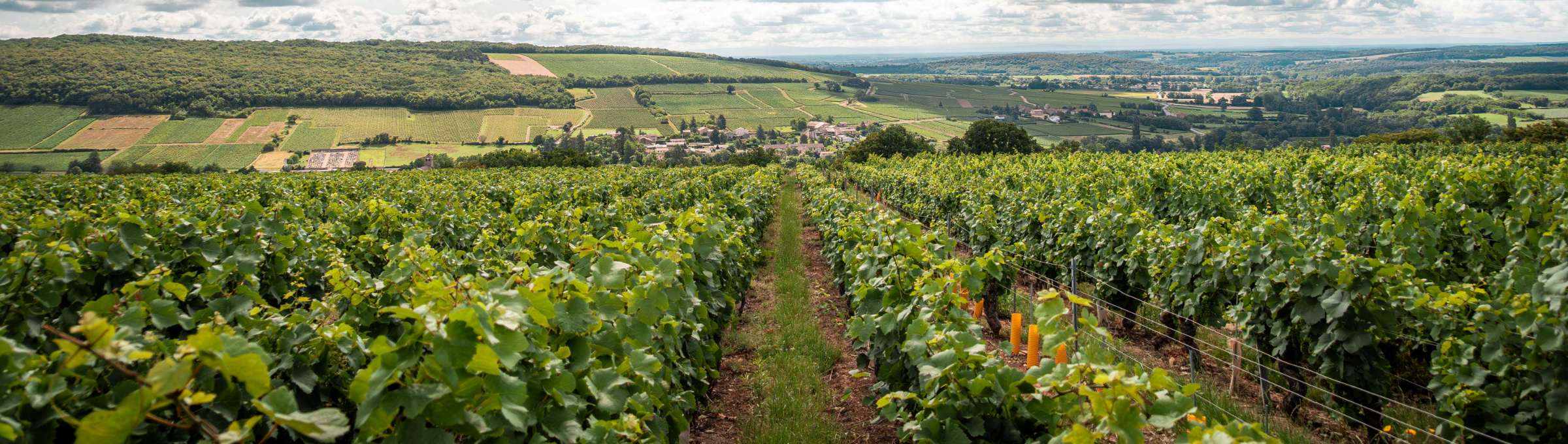 Vue sur le vignoble d'Azé