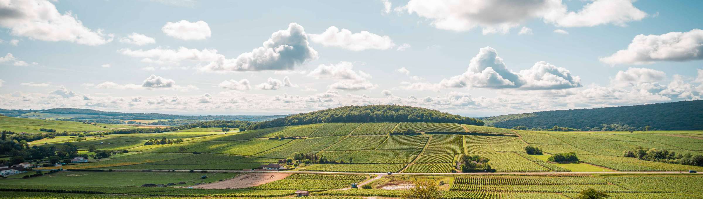 Vue sur le vignoble de la Cave d'Azé