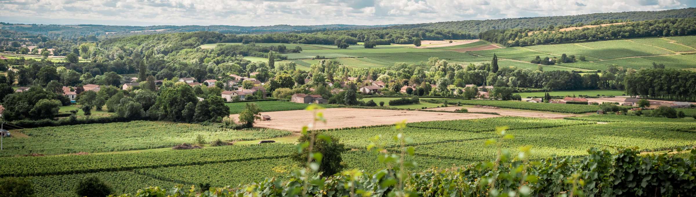 PAYSAGE VIGNE AZE