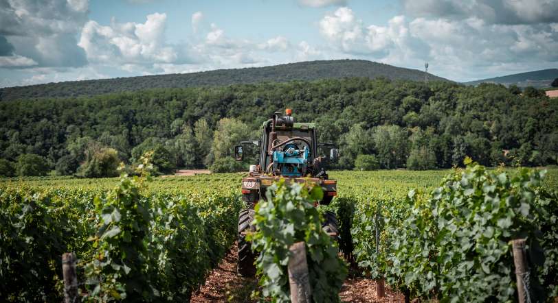 Vignoble de la Cave d'Azé