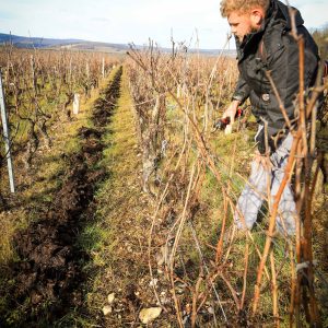 taillage de la vigne