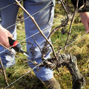 taillage de la vigne