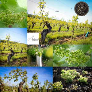 vignes d'Azé