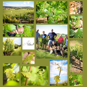affiche vigne news juillet (28.575 x 28.575 cm)